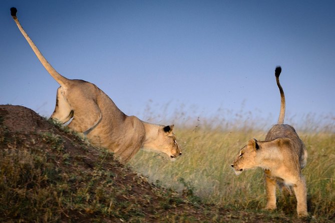 4 Days Masai Mara and Lake Nakuru Budget Safari Meals included - Masai Mara Day 2: The Full-Day Plains Game Drive