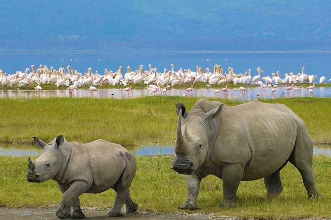 4 Days Masai Mara and Lake Nakuru Budget Safari Meals included - Lake Nakuru Day 4: Birds, Rhinos, and a Sanctuary Focus