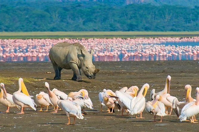 4 Days Masai Mara and Lake Nakuru Budget Safari Meals included - Getting Value for $336: What This Price Actually Covers