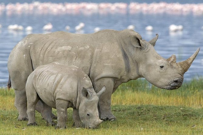 4 Days Masai Mara and Lake Nakuru Budget Safari Meals included - Meals on Safari: Full Board Means Fewer Decisions