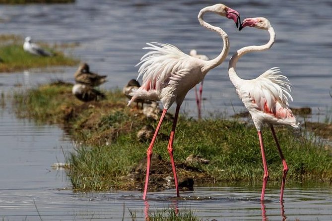 4 Days Masai Mara and Lake Nakuru Budget Safari Meals included - Day 1 From the Rift Valley Viewpoint to Mara Camp Game Viewing