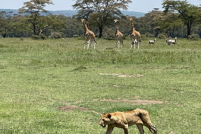 4 Days Masai Mara and Lake Nakuru Mid-Luxury safari - Day 1: Lake Nakuru National Park for flamingos and both rhino types