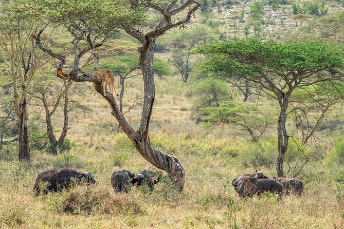 4 Days Masai Mara and Lake Nakuru Mid-Luxury safari - Day 4: Final Mara morning, then an optional Maasai village visit back toward Nairobi