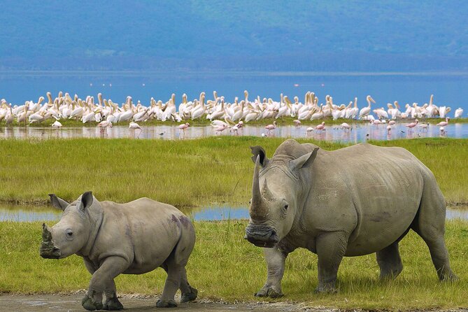4 Days Masai Mara and Lake Nakuru Shared Camping Safari - Key things that make this safari work