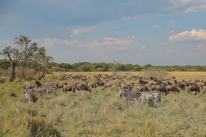 4 Days Masai Mara and Lake Nakuru Shared Camping Safari - Why Maasai Mara and Lake Nakuru make a powerful 4-day combo