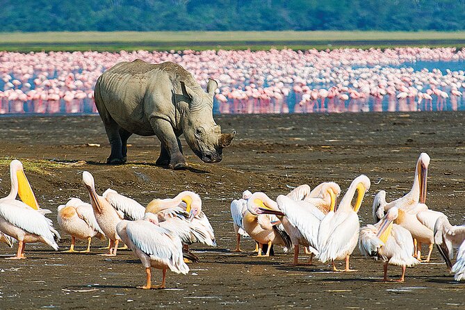 4 Days Masai Mara and Lake Nakuru Shared Camping Safari - Day 1: Nairobi pickup, Rift Valley views, and your first Maasai Mara game drive
