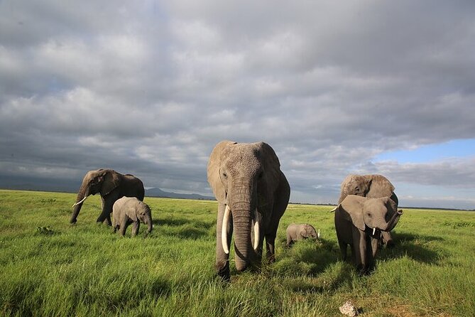 4 Days Masai Mara and Lake Nakuru Shared Camping Safari - Day 4: Nakuru game drive for rhinos and the Pink Lake vibe, then back to Nairobi