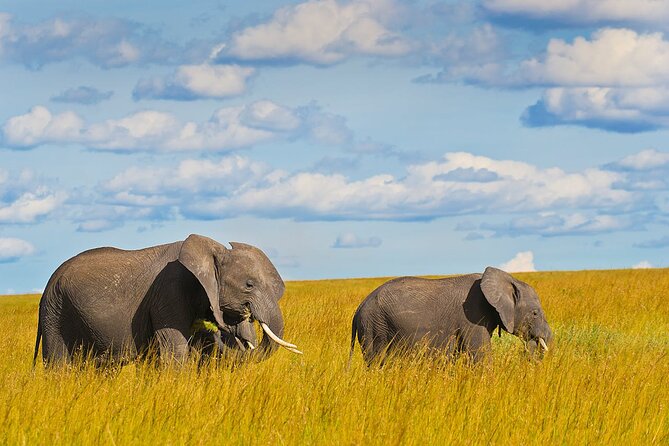 4 Days Masai Mara and Lake Nakuru Shared Camping Safari - Wildlife expectations: what you can realistically aim for in each park