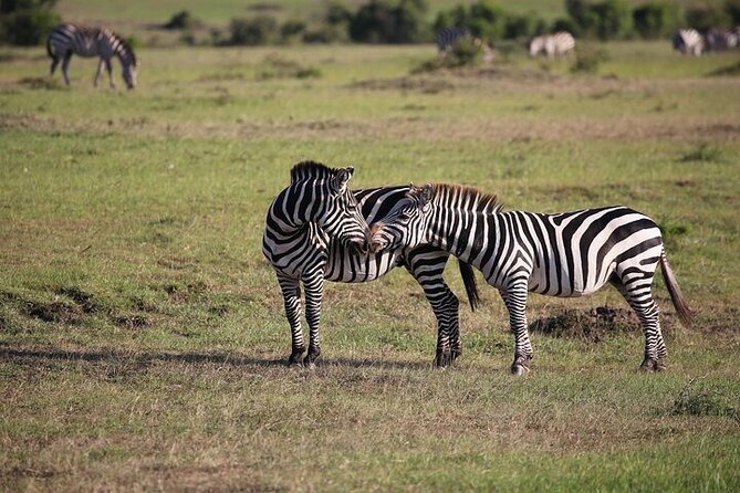4 Days Masai Mara and Lake Nakuru Shared Camping Safari - Meals and day-to-day logistics: what’s included, what to plan for