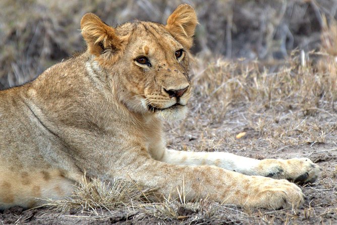 4 Days Masai Mara Camping Safari - Sunrise and Afternoon Drives: How the Schedule Improves Your Odds