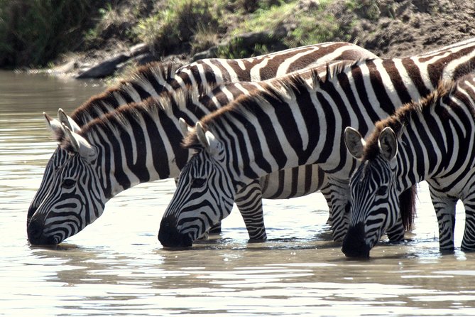 4 Days Masai Mara Camping Safari - Mara River Hippo Pool Stop: The Most Unique Moment on the Whole Trip