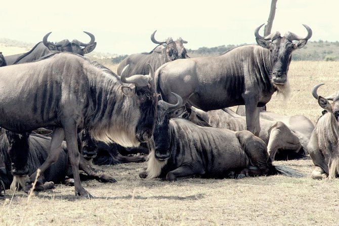 4 Days Masai Mara Camping Safari - Camping at a Private Site: What You Gain, What You Trade