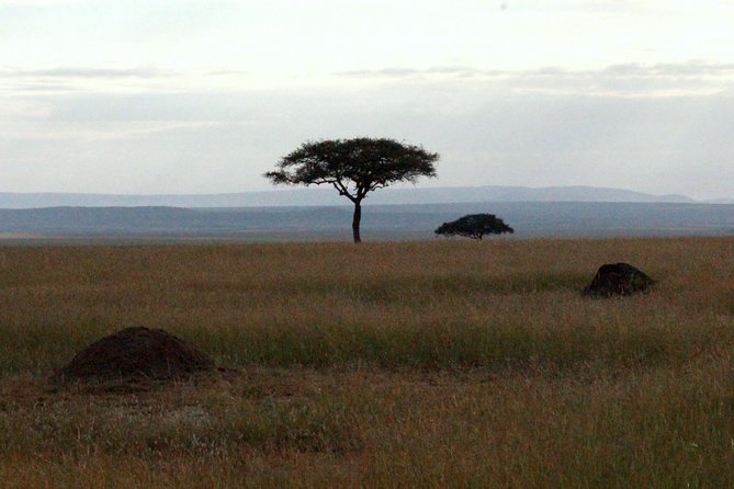 4 Days Masai Mara Camping Safari - Meals and Comfort: The Practical Stuff That Makes Wildlife Days Easier