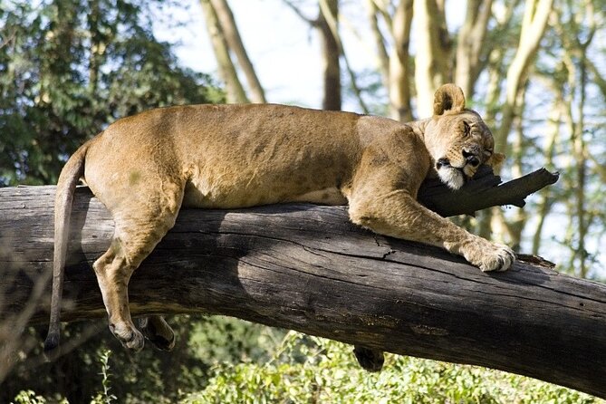 4 Days Masai Mara & Lake Nakuru Budget Group Safari in a 4x4 Jeep - Key highlights worth planning around