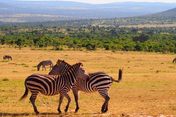 4 Days Masai Mara & Lake Nakuru Budget Group Safari in a 4x4 Jeep - Entering the Budget Safari Sweet Spot in Kenya