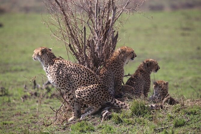 4 Days Masai Mara & Lake Nakuru Budget Group Safari in a 4x4 Jeep - Day 1 in Maasai Mara: Rift Valley View, Lunch, Then Evening Game Drives