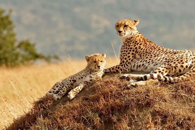 4 Days Masai Mara & Lake Nakuru Budget Group Safari in a 4x4 Jeep - Day 2 in Maasai Mara: Dawn Breakfast, Full-Day Drives, and Mara River Croc Country