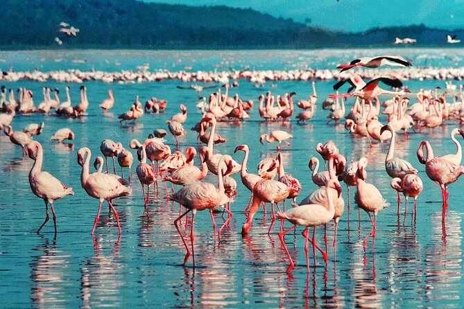 4 Days Masai Mara & Lake Nakuru Budget Group Safari in a 4x4 Jeep - Day 3 to Lake Nakuru: The Shift From Plains to Birds and Rhino Time