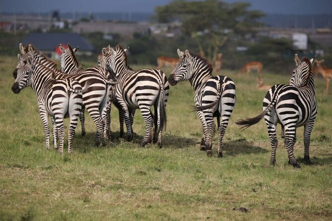 4 Days Masai Mara & Lake Nakuru Budget Group Safari in a 4x4 Jeep - Day 4 in Lake Nakuru: White Rhinos, Possible Flamingos, Then Back to Nairobi