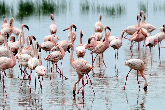 4 Days Masai Mara & Lake Nakuru Budget Group Safari in a 4x4 Jeep - Price and Logistics: What $700 Usually Means Here