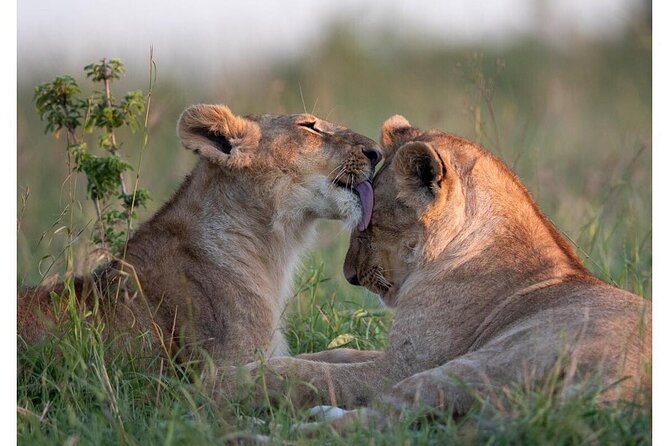 4 Days Masai Mara/Lake Nakuru Budget Safari - Quick hits before you go
