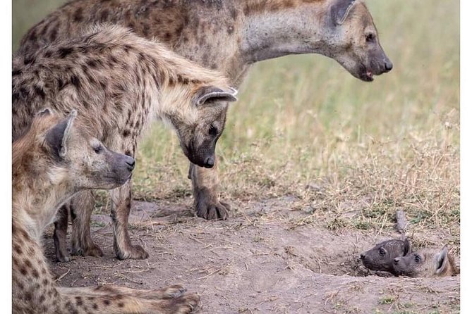 4 Days Masai Mara/Lake Nakuru Budget Safari - Nairobi to Masai Mara: start early, start strong
