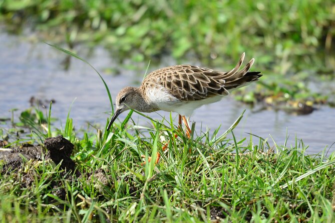 4 Days Masai Mara/Lake Nakuru Budget Safari - Price and value: why $590 can make sense, if you budget the extras