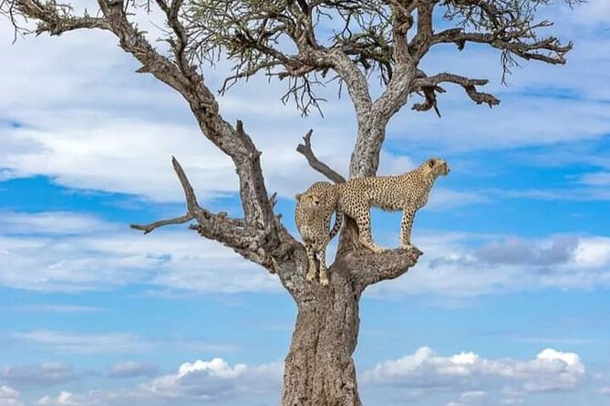 4 Days Masai Mara/Lake Nakuru Budget Safari - Should you book this 4 Days Masai Mara and Lake Nakuru safari?