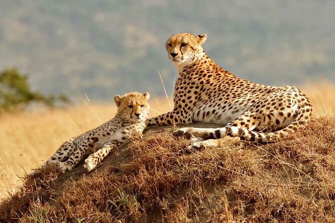 4 Days Masai Mara & Lake Nakuru Group Joining Safari - Two parks, four days, and why this combo makes sense