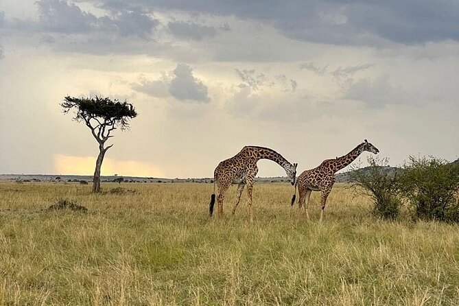 4 Days Masai Mara & Lake Nakuru Group Joining Safari - Lake Nakuru day three and four: flamingos, rhino security, and bird counts that wow