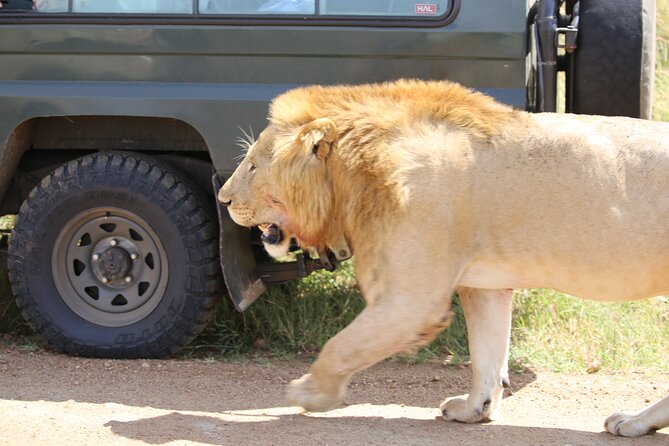 4 Days Masai Mara Lake Nakuru Jeep Safari - Wildlife expectations: how to think about sightings on this schedule