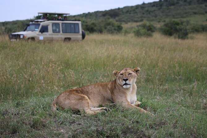 4 Days Masai Mara Lake Nakuru Jeep Safari - The small-group jeep style (max 8) and what it changes for you