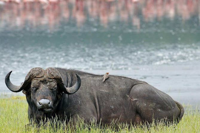 4 Days Masai Mara & Lake Nakuru Lodge Safari - Quick hits: what makes this safari combo work