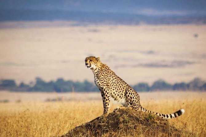 4 Days Masai Mara & Lake Nakuru Lodge Safari - Day 1: Rift Valley viewpoint, arrival timing, and your first Mara night drive