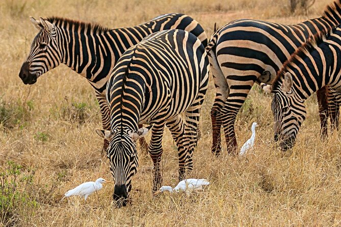 4 Days Masai Mara Nakuru - Great Migration timing: how to plan your dates without getting misled
