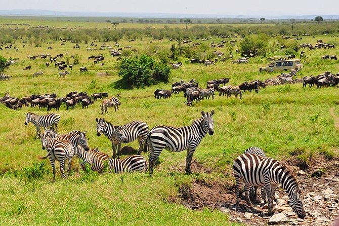 4 days masai mara Nakuru Joining safari - Why Maasai Mara plus Lake Nakuru fits so well in 4 days