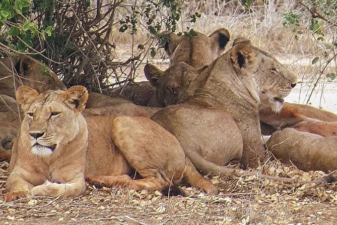 4 Days Mid Luxury Safari, Lake Nakuru and Masai Mara. - Key highlights worth booking