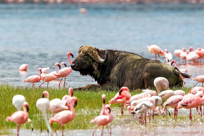4 Days Mid Luxury Safari, Lake Nakuru and Masai Mara. - Nairobi Start: 7:00 am Pickup and the Road to Nakuru