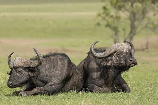 4 Days Mid Luxury Safari, Lake Nakuru and Masai Mara. - Masai Mara Arrival: Afternoon Drive After Check-In
