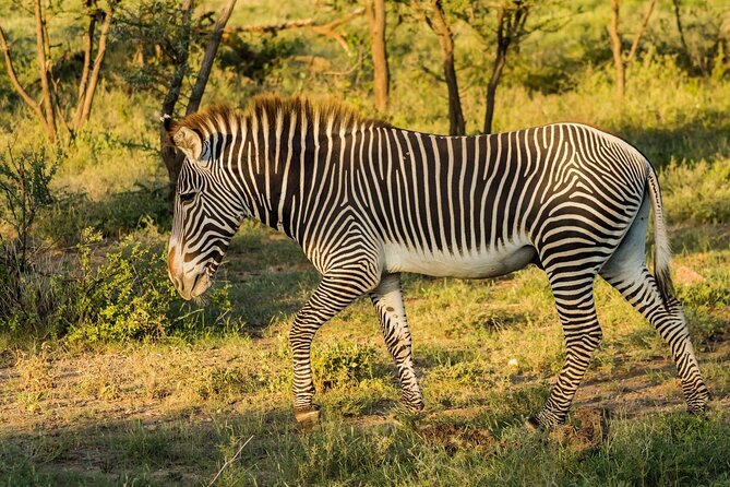 4 Days Mid Luxury Safari, Lake Nakuru and Masai Mara. - Should You Book This 4-Day Nakuru and Mara Safari?