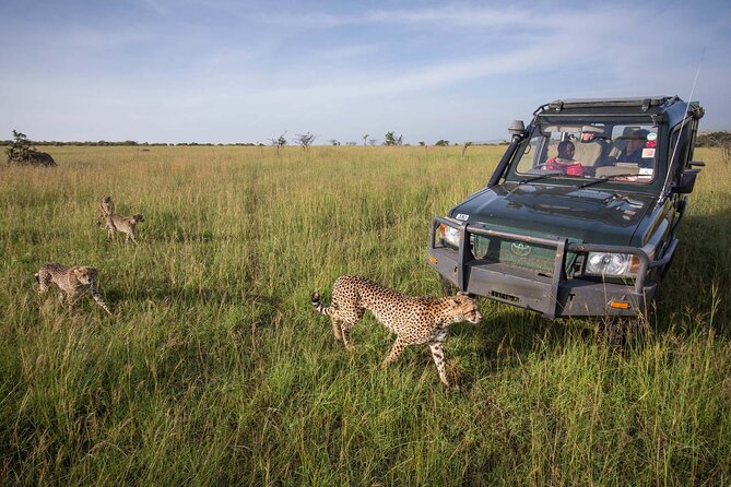 4 Days Mid Luxury Safari, Lake Nakuru and Masai Mara. - Lake Nakuru National Park: Pink Flamingos and Rhino Strongholds