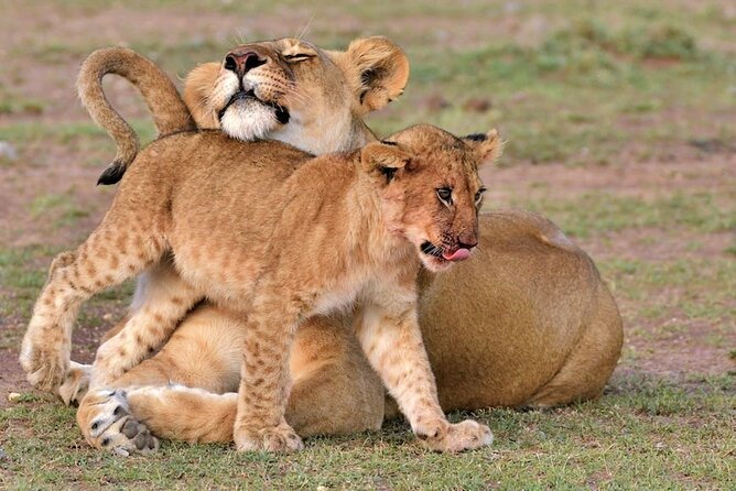 4 Days of Untamed Beauty: An Unforgettable Masai Mara Road Safari - Key highlights worth planning for
