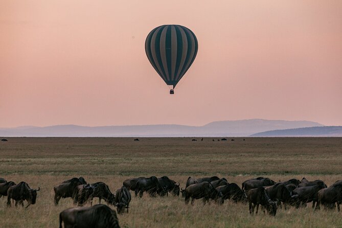 4 Days of Untamed Beauty: An Unforgettable Masai Mara Road Safari - Why a road safari in the Masai Mara works so well