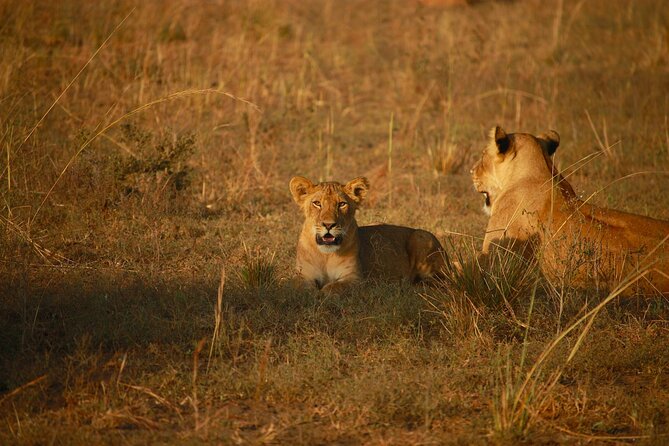 4 Days of Untamed Beauty: An Unforgettable Masai Mara Road Safari - Day-by-day: how the time is used for sightings and rest