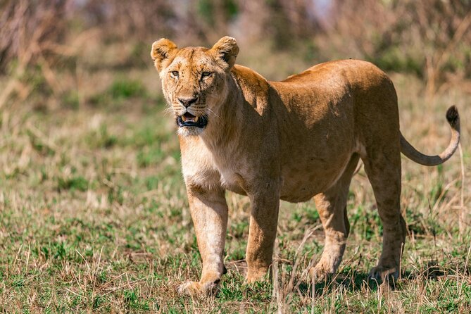 4 Days of Untamed Beauty: An Unforgettable Masai Mara Road Safari - The people part: what makes a private safari feel different