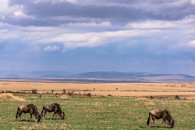 4 Days of Untamed Beauty: An Unforgettable Masai Mara Road Safari - Included value: what you are actually paying for at $1,600 per person