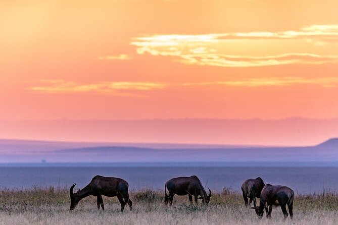 4 Days of Untamed Beauty: An Unforgettable Masai Mara Road Safari - Price and logistics: what to clarify before you go
