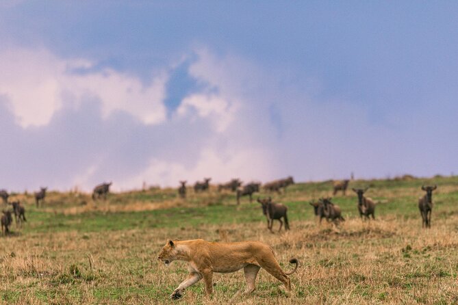 4 Days of Untamed Beauty: An Unforgettable Masai Mara Road Safari - Should you book this Masai Mara road safari?