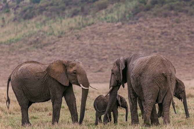 4 Days of Untamed Beauty: An Unforgettable Masai Mara Road Safari - Your Big Five checklist, plus the animals you might actually see
