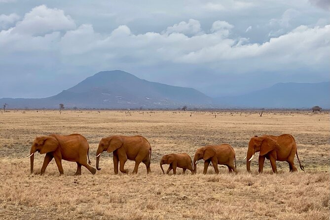 4 Days Private Safari Tour Tsavo and Amboseli from Nairobi - Tsavo East National Park: Aruba Dam and that classic plains safari feel